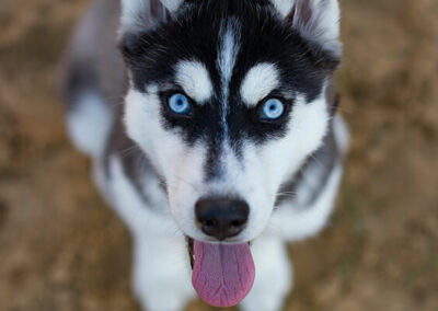 Top Shelf Digital Ad